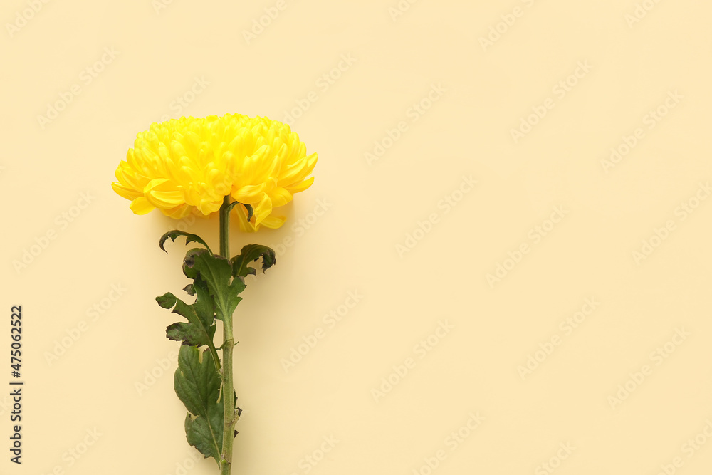 Yellow chrysanthemum flower on  color background