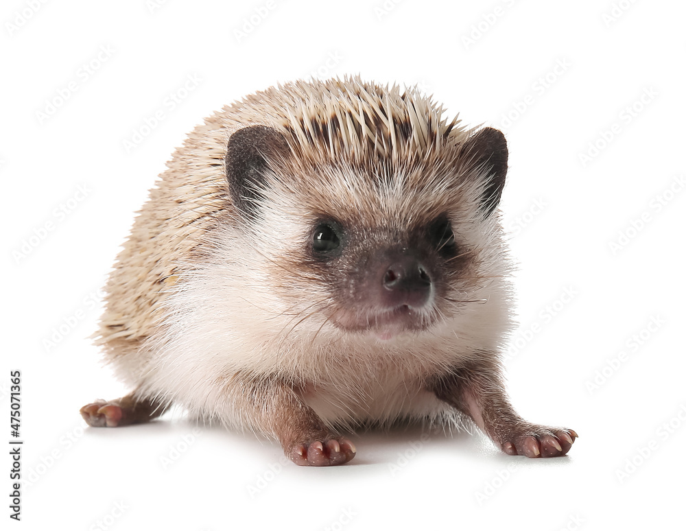 Cute hedgehog on white background