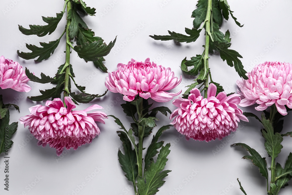 Many beautiful chrysanthemum flowers on white background, closeup