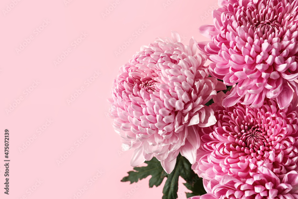 Bouquet of beautiful chrysanthemum flowers on pink background, closeup