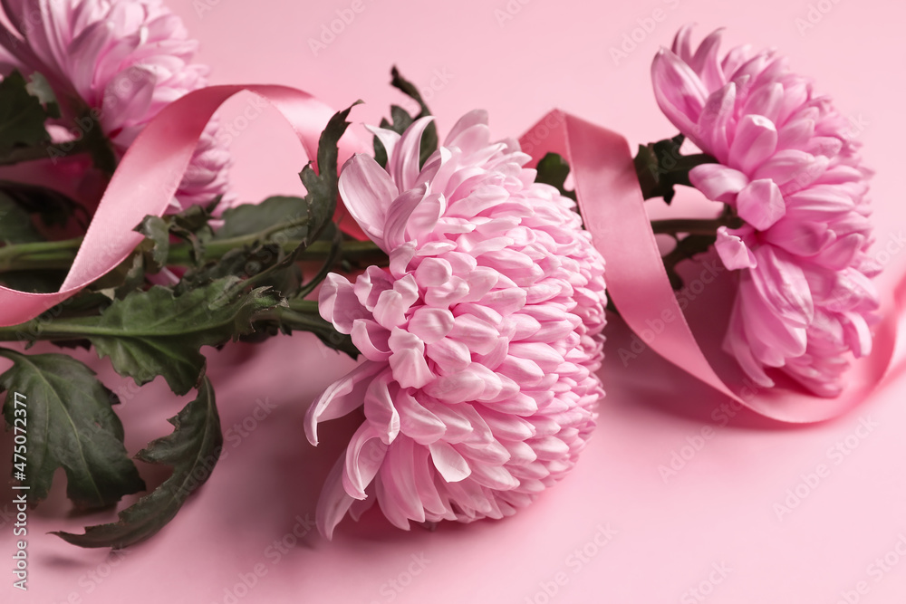 Fresh chrysanthemum flowers and ribbon on pink background, closeup