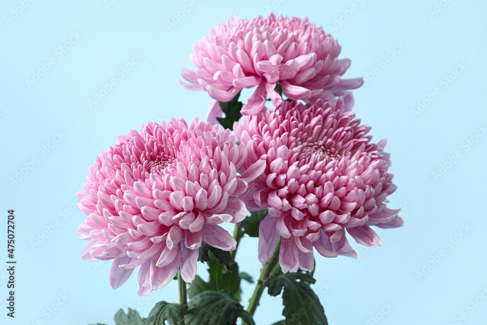 Pink chrysanthemum flowers on blue background, closeup