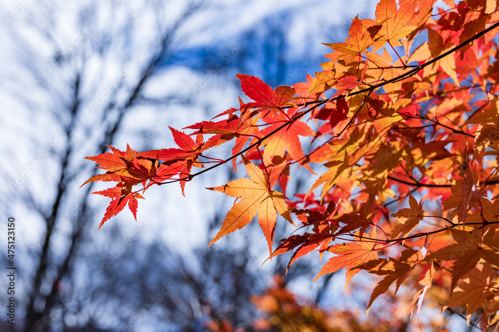 山奥の森に生える紅葉した楓