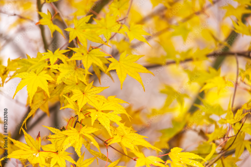 山奥の森に生える紅葉した楓