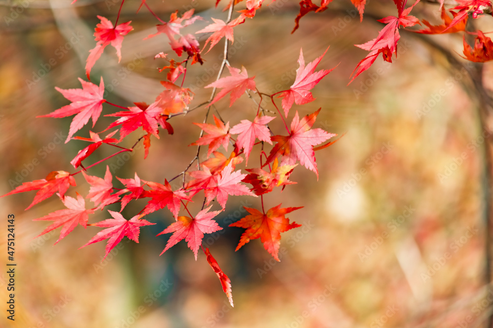 山奥の森に生える紅葉した楓