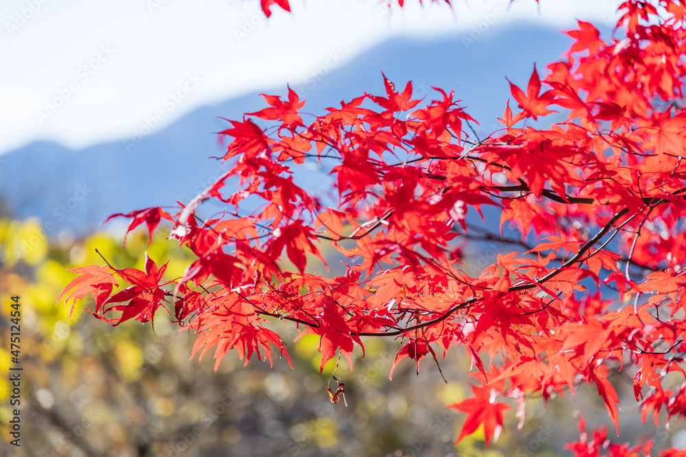 山奥の森に生える紅葉した楓