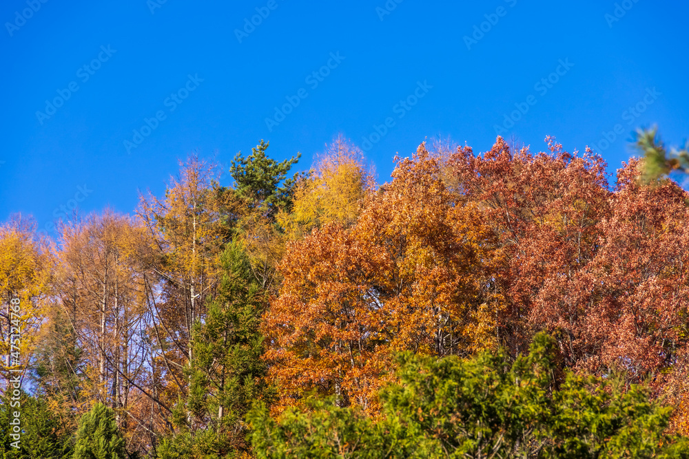 綺麗な山と紅葉した木