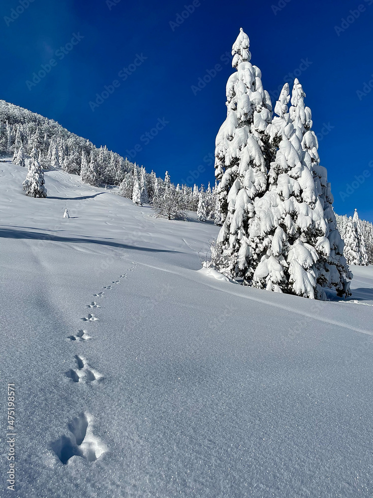 垂直：一条动物足迹的踪迹穿过一层厚厚的积雪。