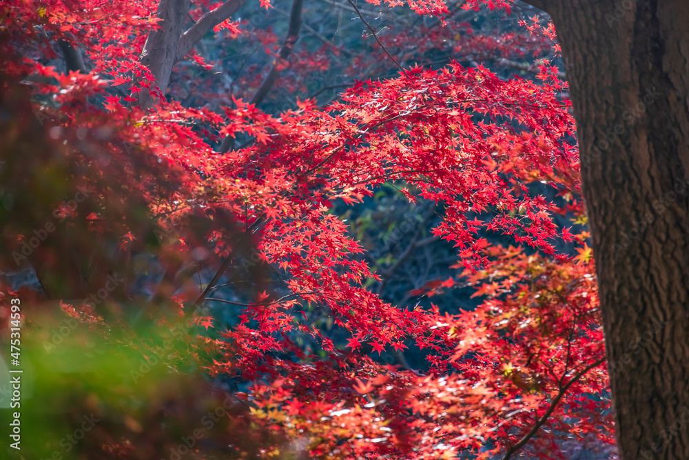 山奥の森に生える紅葉した楓