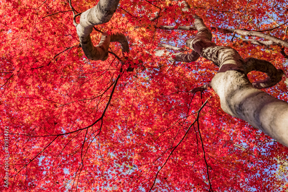 山奥の森に生える紅葉した楓