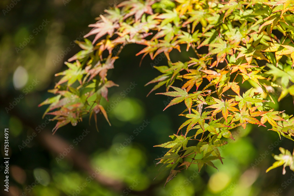 山奥の森に生える紅葉した楓