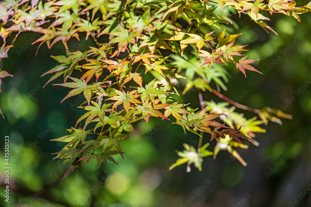 山奥の森に生える紅葉した楓