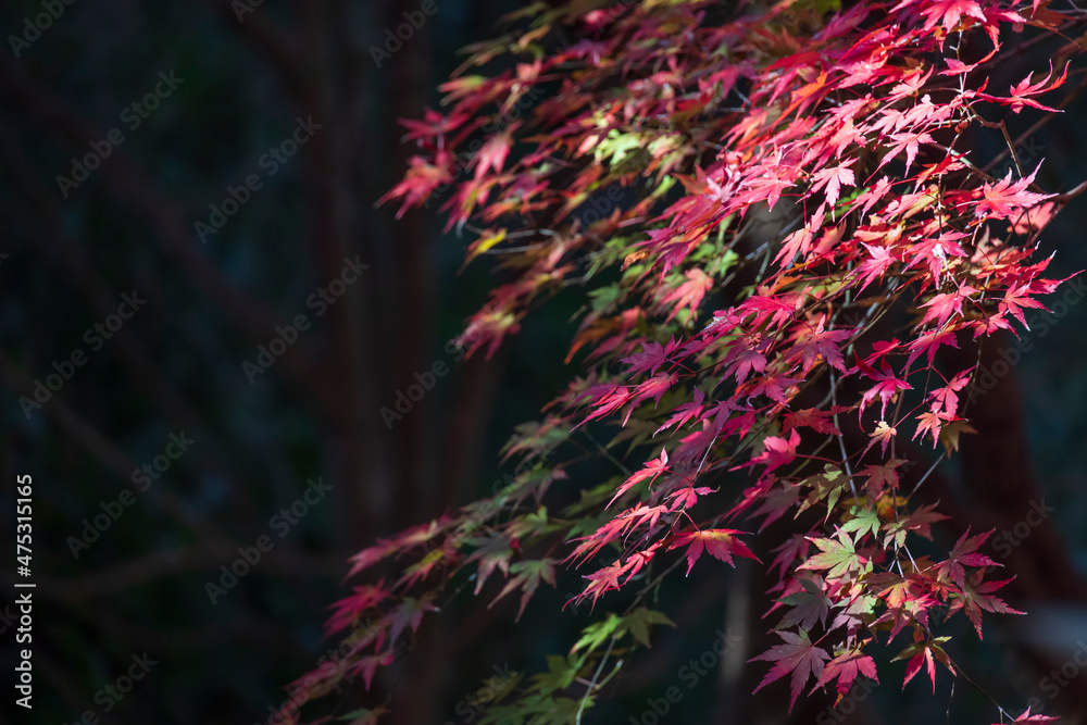 山奥の森に生える紅葉した楓