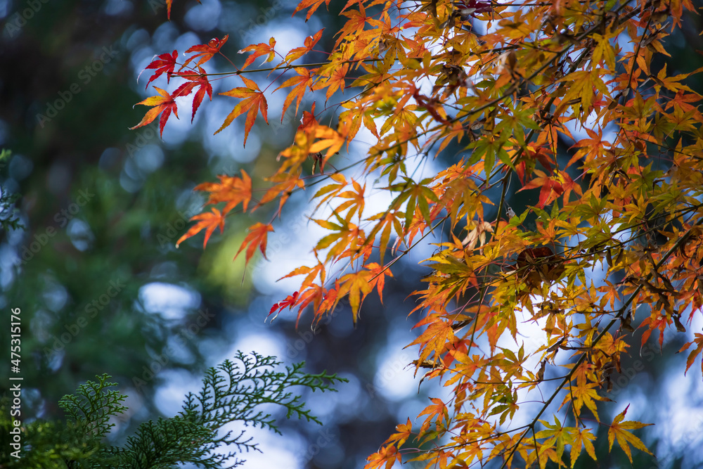 山奥の森に生える紅葉した楓