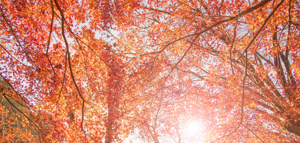 山奥の森に生える紅葉した楓