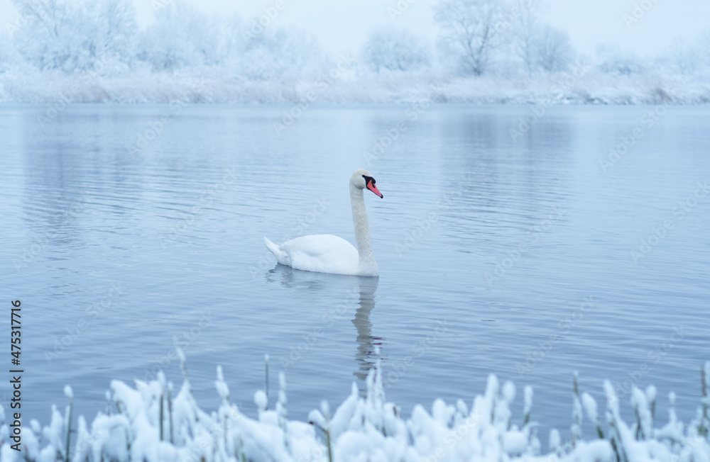 日出时，独自一只白天鹅在冬季湖水中游泳。背景是结霜的白雪树。安