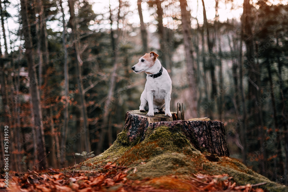 Jack russel terrier dog on pine stem with green moss in autumn forest. Animal and nature photography