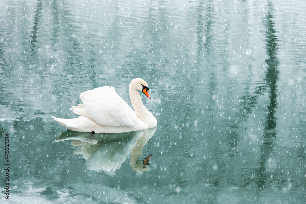 日出时分，独自一只白天鹅在冬季湖水中游泳。雪花飘落。动物摄影