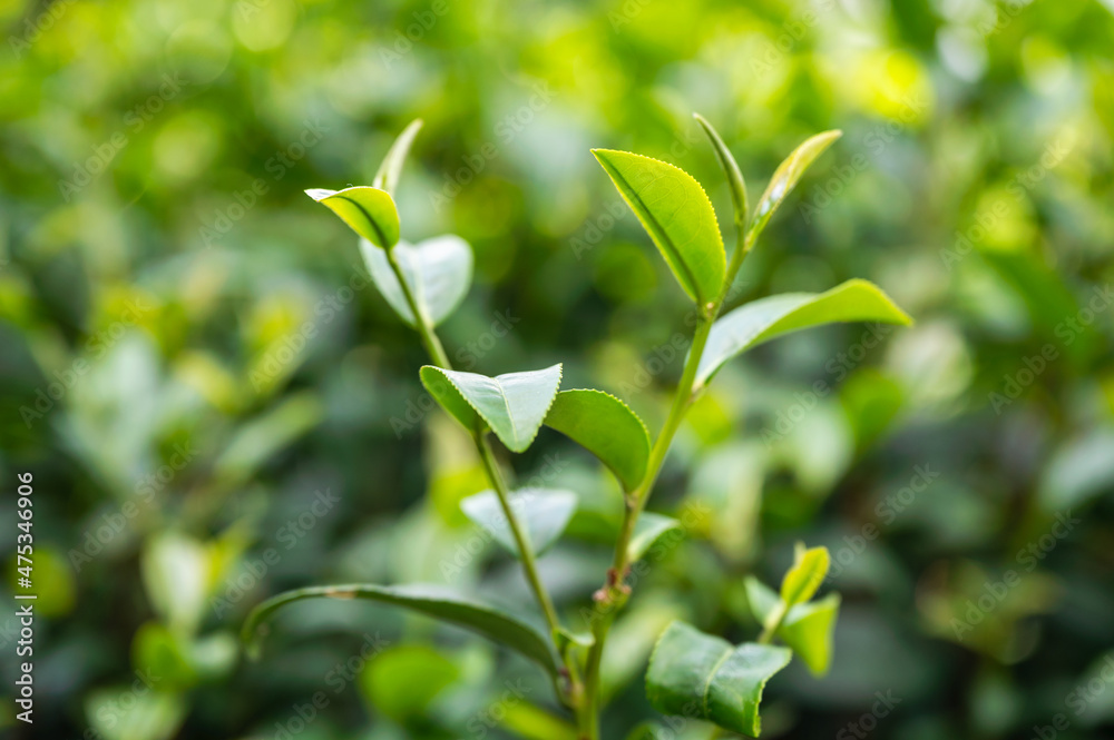 种植园中生长的有机绿茶叶