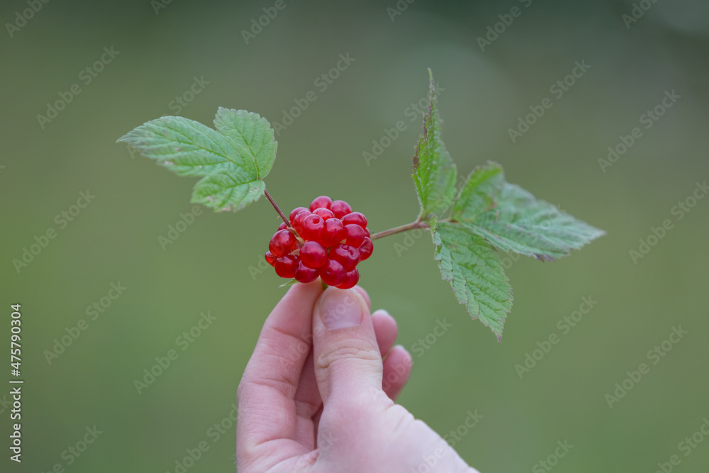 悬钩子或石荆棘在手。