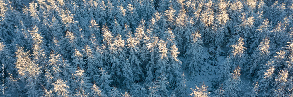 Beautiful woodland landscape with trees in the snow. Aerial photo of the winter forest. Top view of 