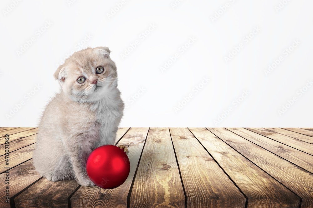 Cat baby tabby Kitten Cute Beautiful With Christmas decor sit on the floor