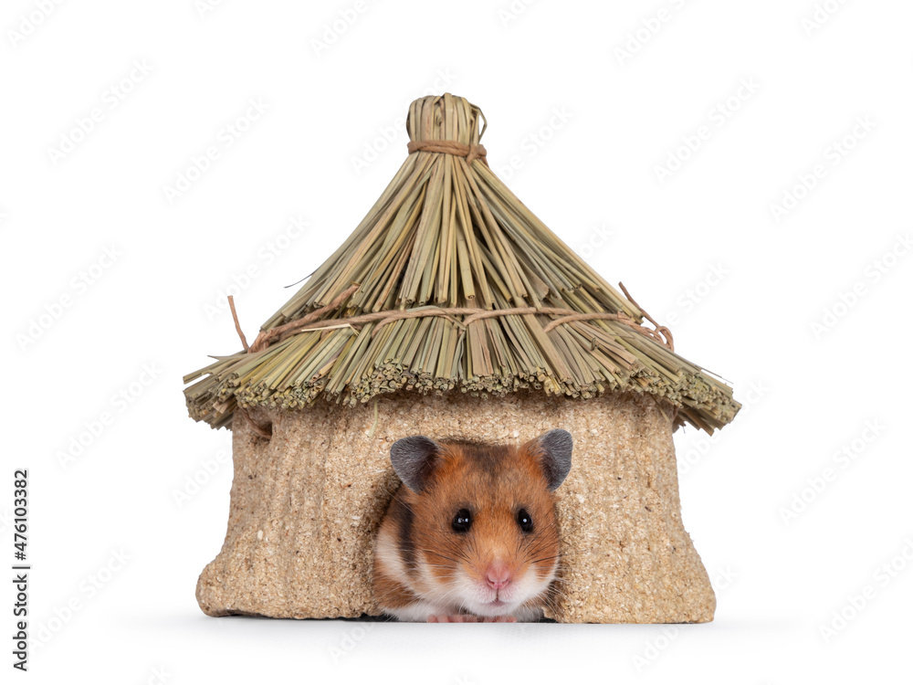 Cute Syrian or golden hamster, sitting in edible decoration house. Looking towards camera. Isolated 