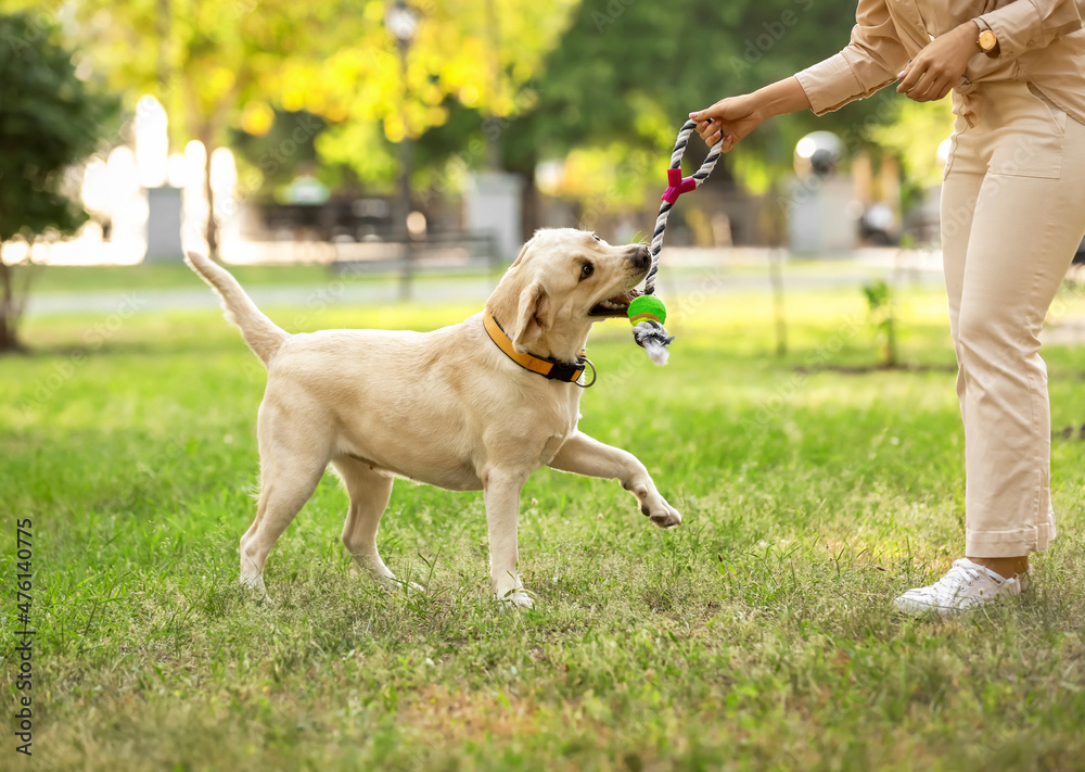 Woman playing with Labrador in park on summer day