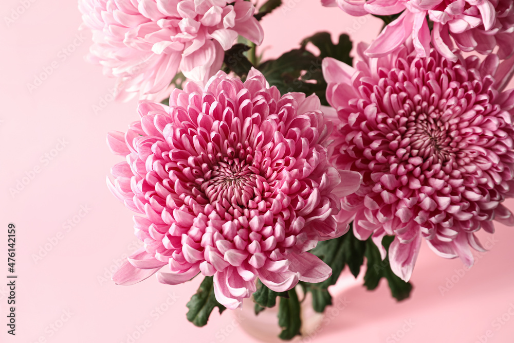 Beautiful chrysanthemums on pink background, closeup