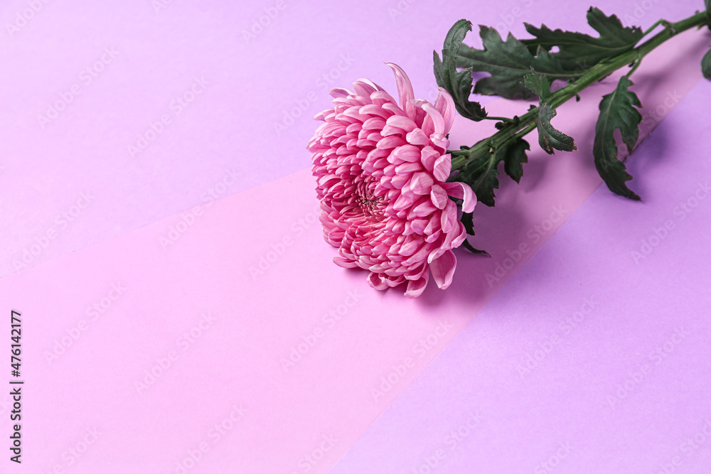 Beautiful chrysanthemum flower on lilac background