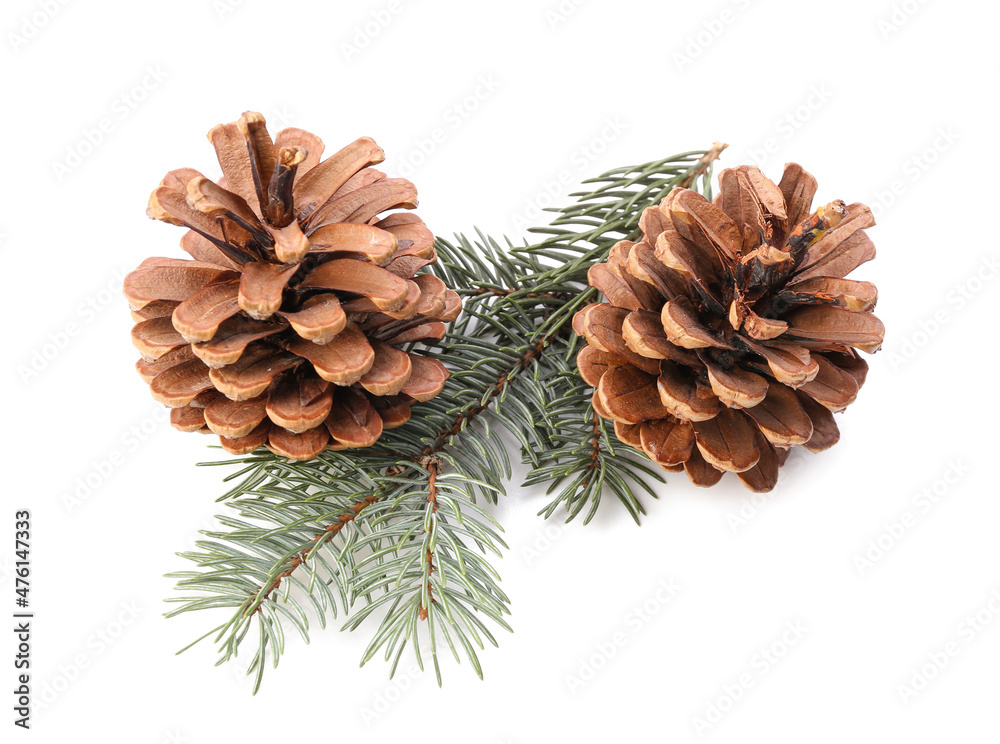 Beautiful pine cones and fir branch on white background