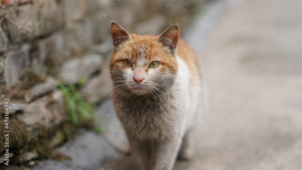 One wild cute little cat looking at me in the village