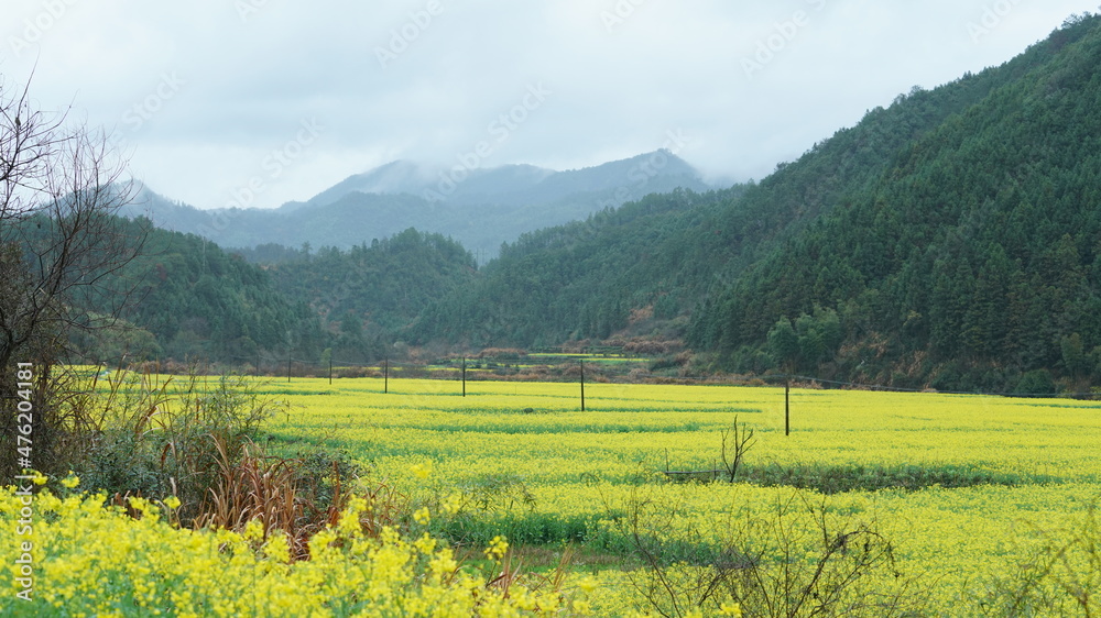 美丽的乡村景色，黄色的油菜花在中国的田野里绽放