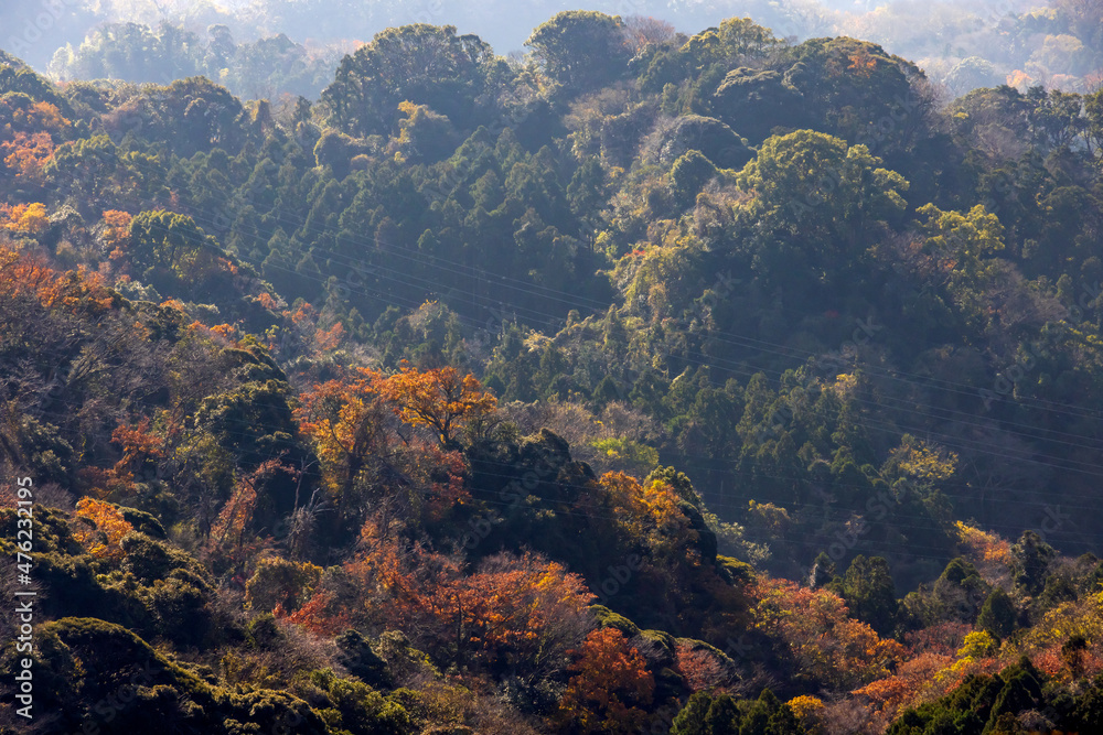 美しい山と紅葉した木