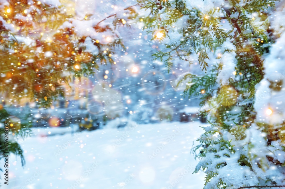 阳光照耀下的冬季冷杉树圣诞场景。冷杉树枝被雪覆盖，节日节日背景