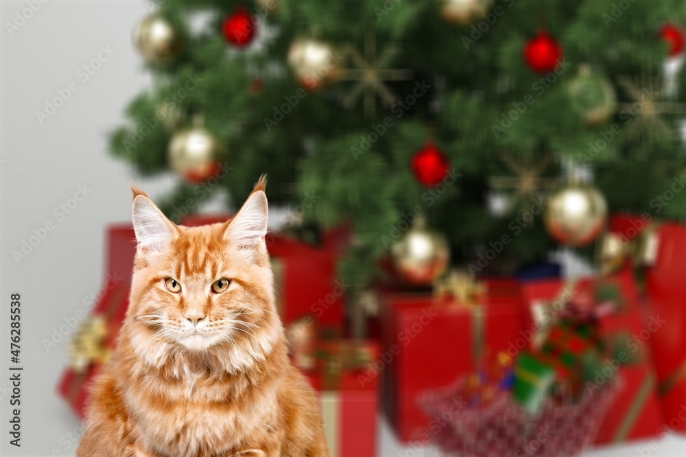 Adorable tabby cat sitting at wrapped gift boxes under christmas tree