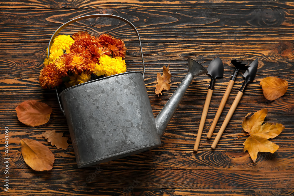 Watering can with beautiful Chrysanthemum flowers and gardening tools on wooden background