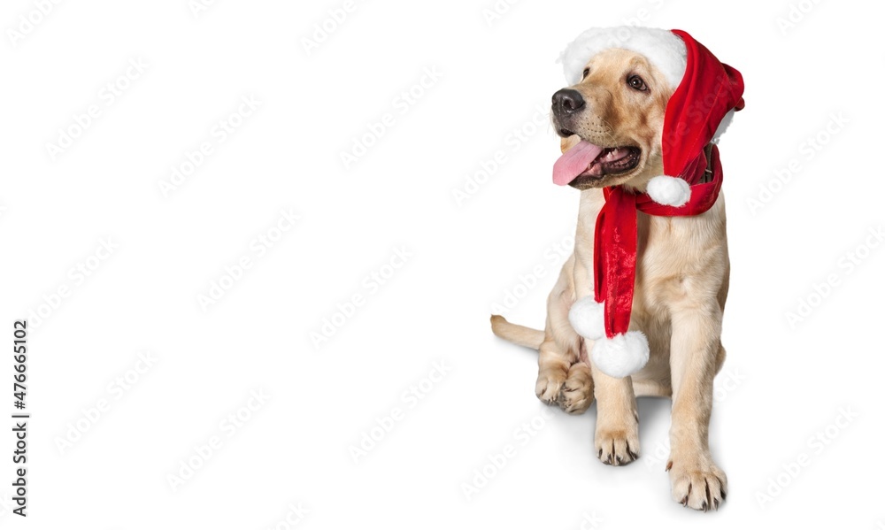 Happy dog in red Santaâ€™s cap background for Christmas. Waiting for Santa Claus