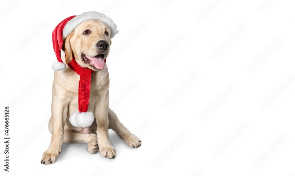 Happy dog in red Santaâ€™s cap background for Christmas. Waiting for Santa Claus