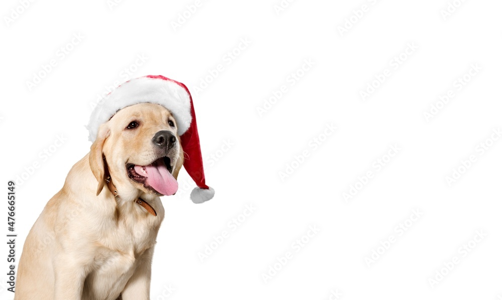 Happy dog in red Santaâ€™s cap background for Christmas. Waiting for Santa Claus