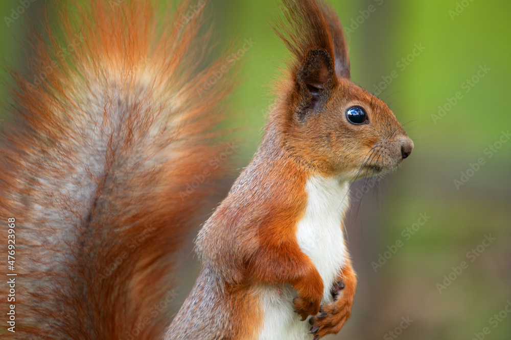 Red squirrel sitting on a tree, close-up.