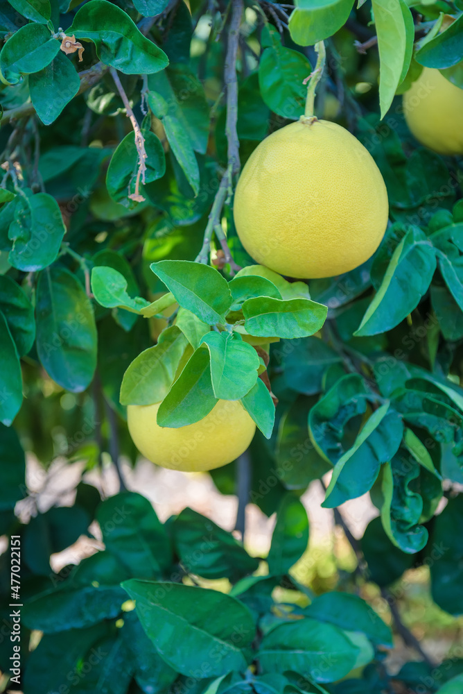 Ripe pomelo fruits on a tree branch with lush leaves, vertical shot