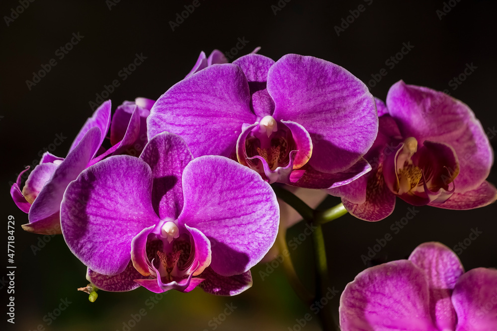 purple orchid on black background