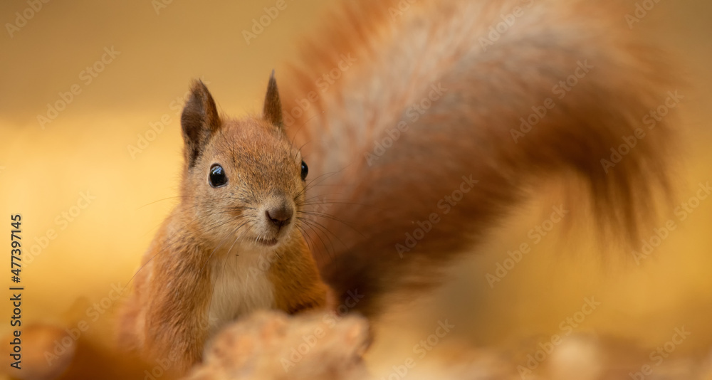 Red squirrel sitting on a tree, close-up.