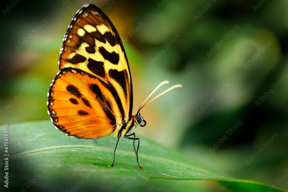 Heliconius ismenius，自然栖息地的蝴蝶。绿色森林中来自哥斯达黎加的漂亮昆虫。