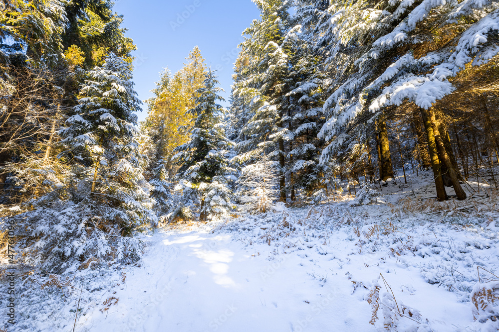 波兰别斯基迪森林冬季雪景下的树木