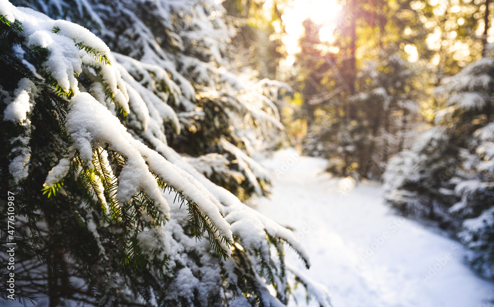 波兰别斯基迪森林的冬季雪景下的树木