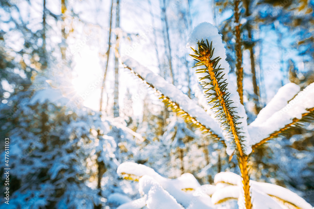 森林里的云杉树枝在下雪的冬天有新鲜的雪