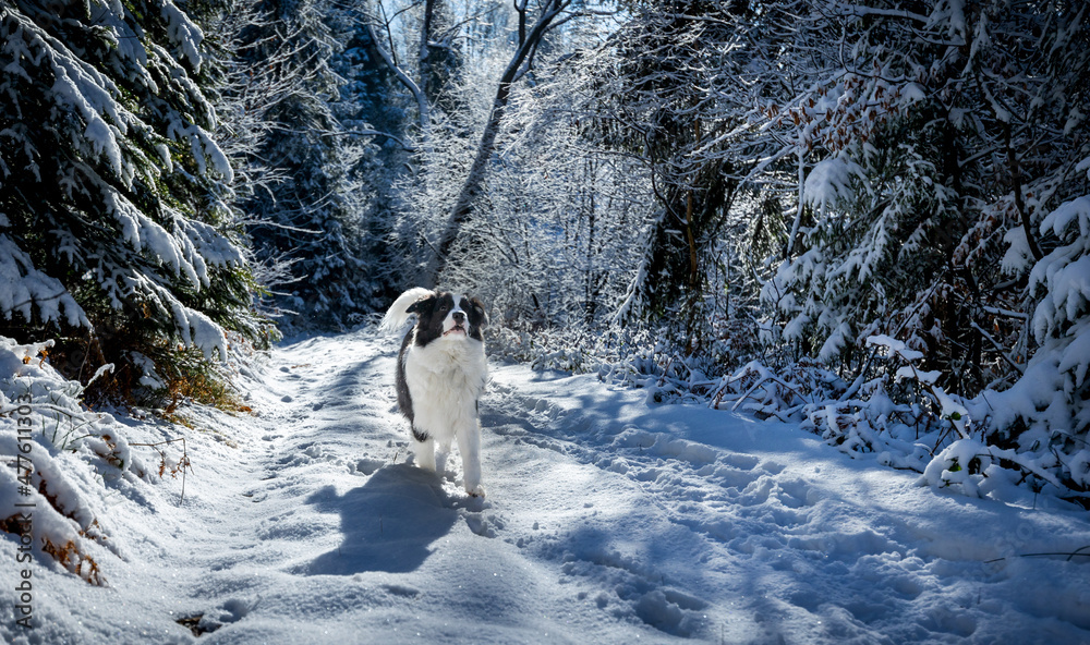 快乐的狗狗在雄伟的冬季森林里雪地小路上行走