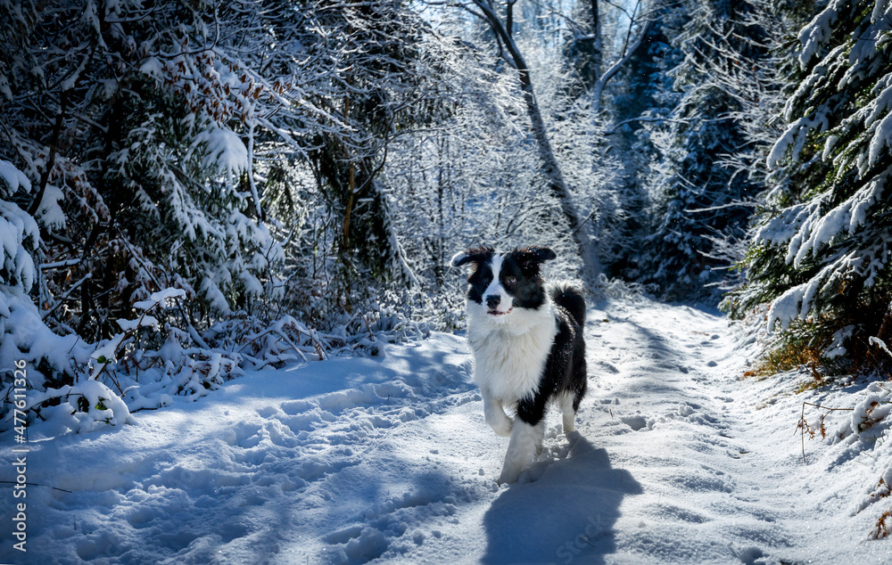 快乐的狗狗在雄伟的冬季森林里雪地小路上行走